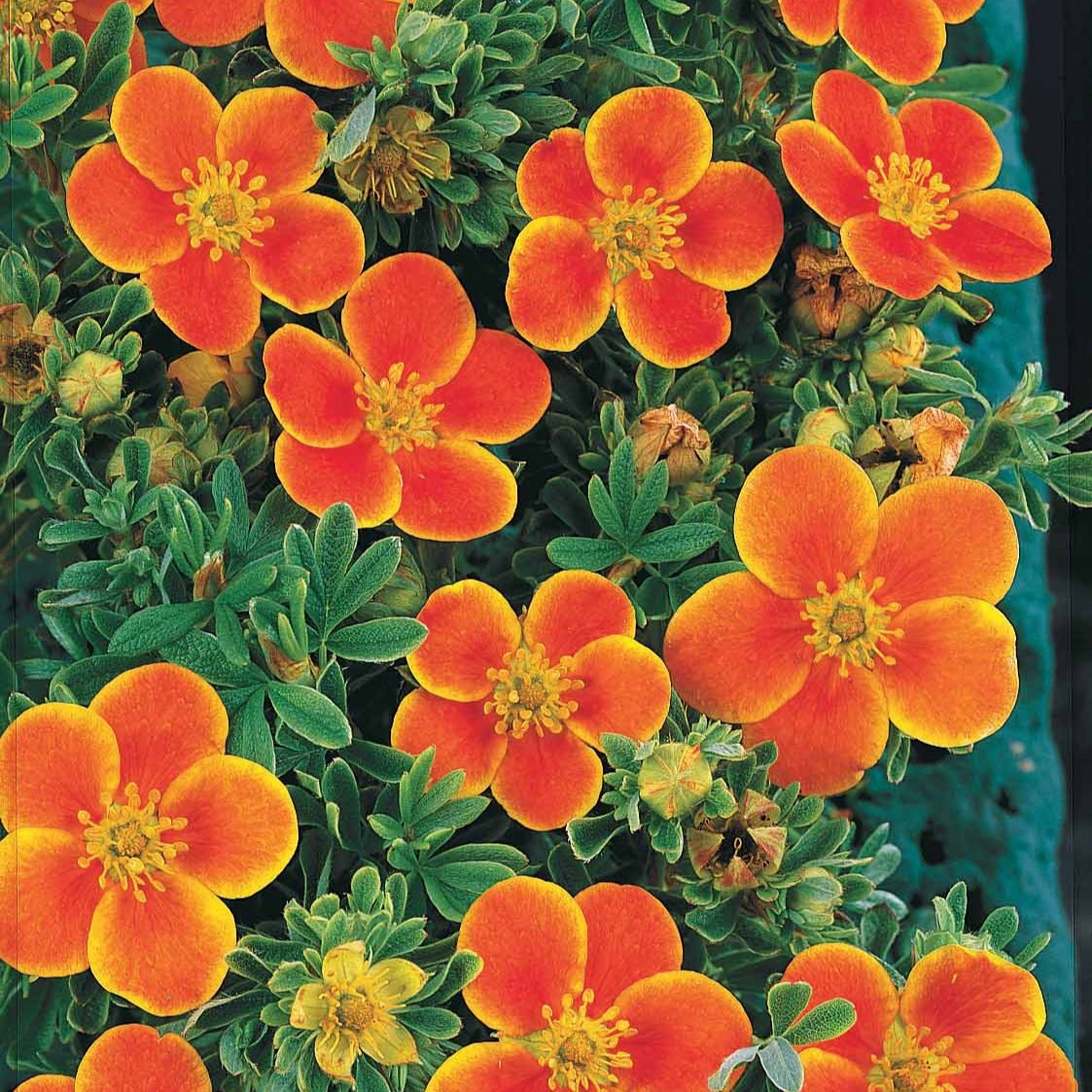 Ganzerik Mix - oranje + geel + wit - 1,5 meter haag (x3) - Potentilla ‘hopley’s’ orange, goldfinger jaune, ‘a - Willemse