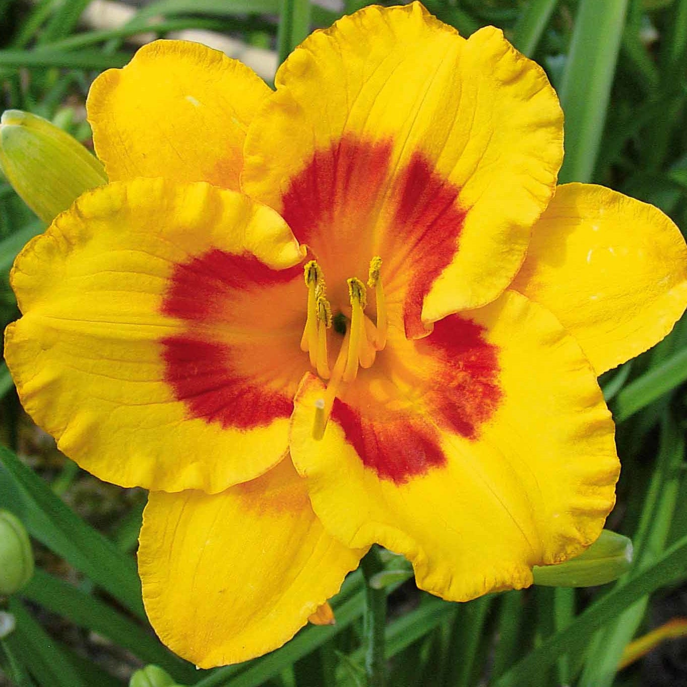 3 Fooled me aglelies - Hemerocallis fooled me série 500 - Willemse