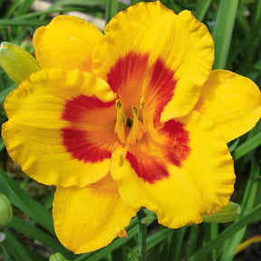 3 Fooled me aglelies - Hemerocallis fooled me série 500 - Willemse