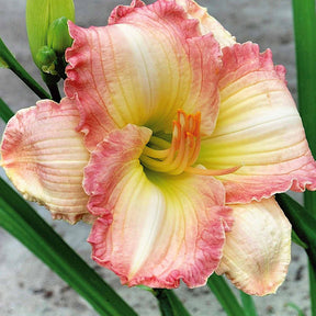 3Frosted Vintage Ruffles Daglelies - Willemse