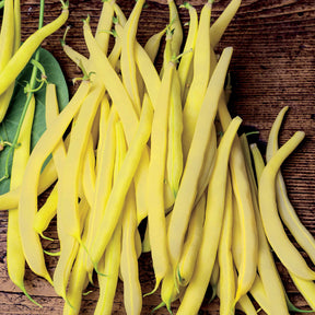 Phaseolus vulgaris de rocquencourt - Sperzieboom 'Roquencourt' - Bonenzaden