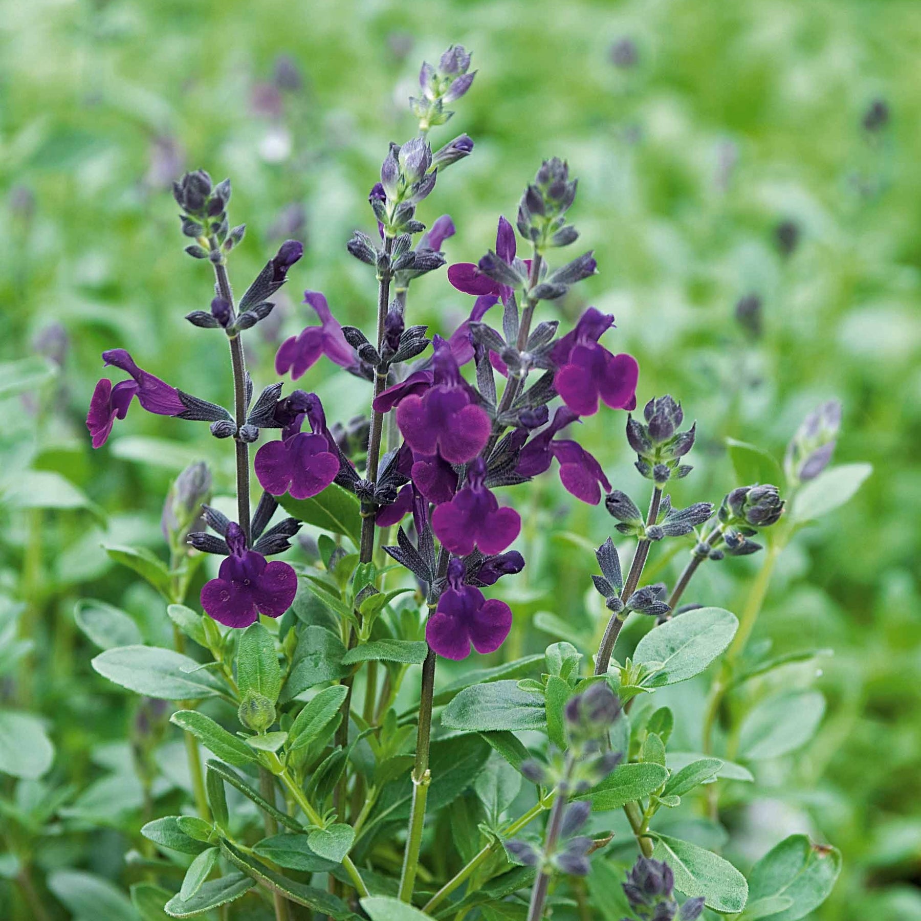 Salie - Salie 'Violette de Loire' - Salvia jamensis Violette de Loire ® Barsal