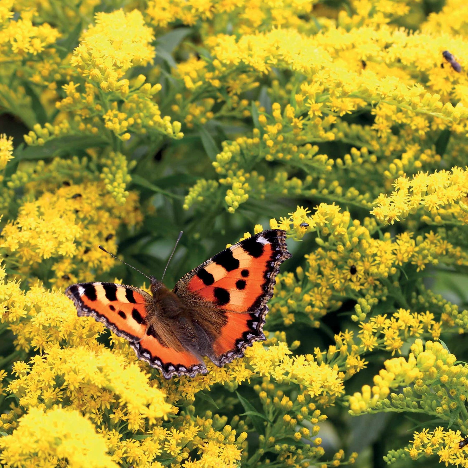 Solidago luteus - Gulderoede (x5) - Solidago - Guldenroede