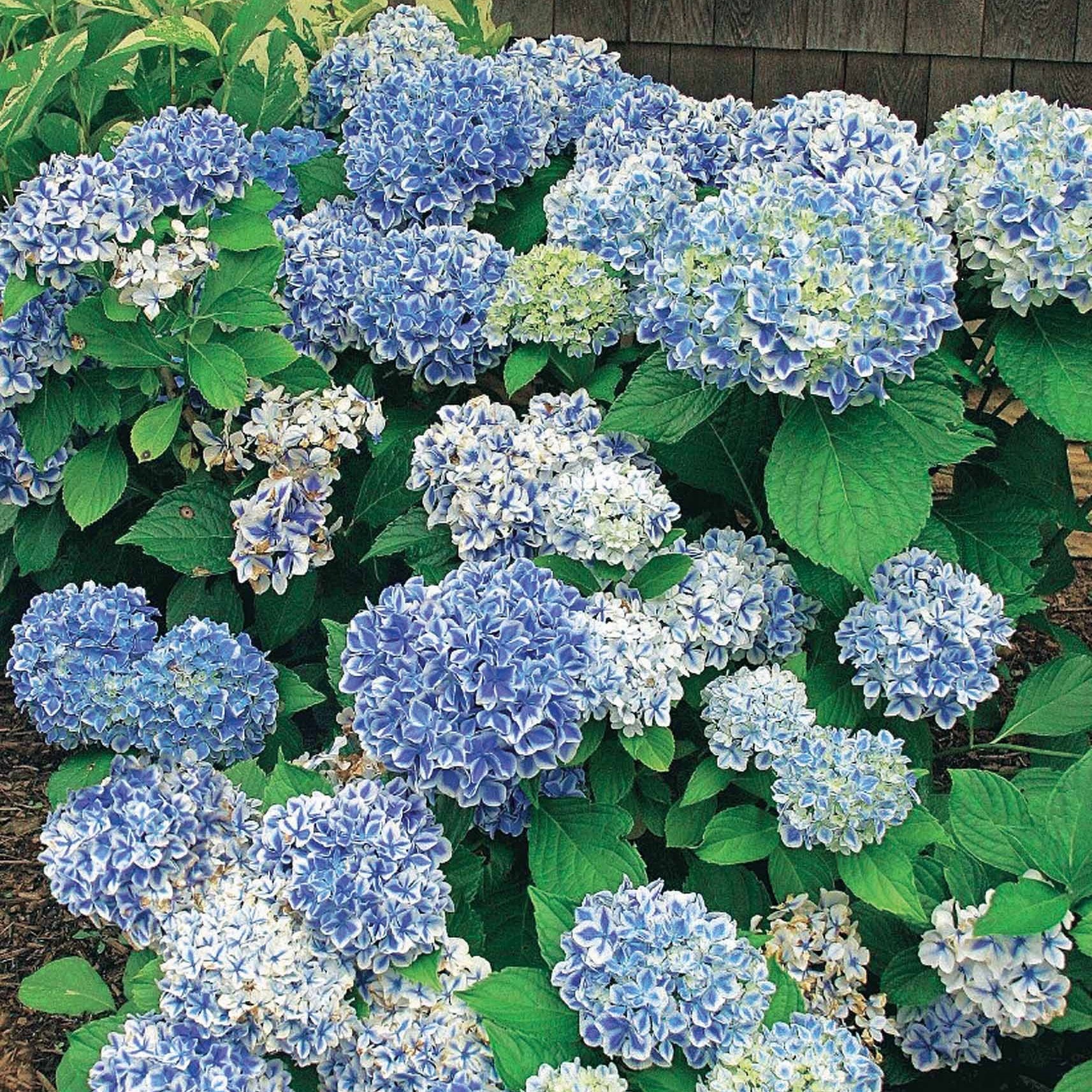 Boerenhortensia 'Peppermint' - Hydrangea macrophylla peppermint - Willemse