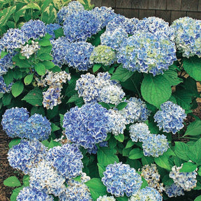 Boerenhortensia 'Peppermint' - Hydrangea macrophylla peppermint - Willemse