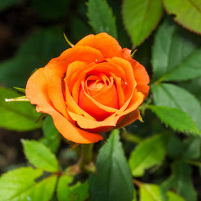 Struikroos - oranje - Willemse