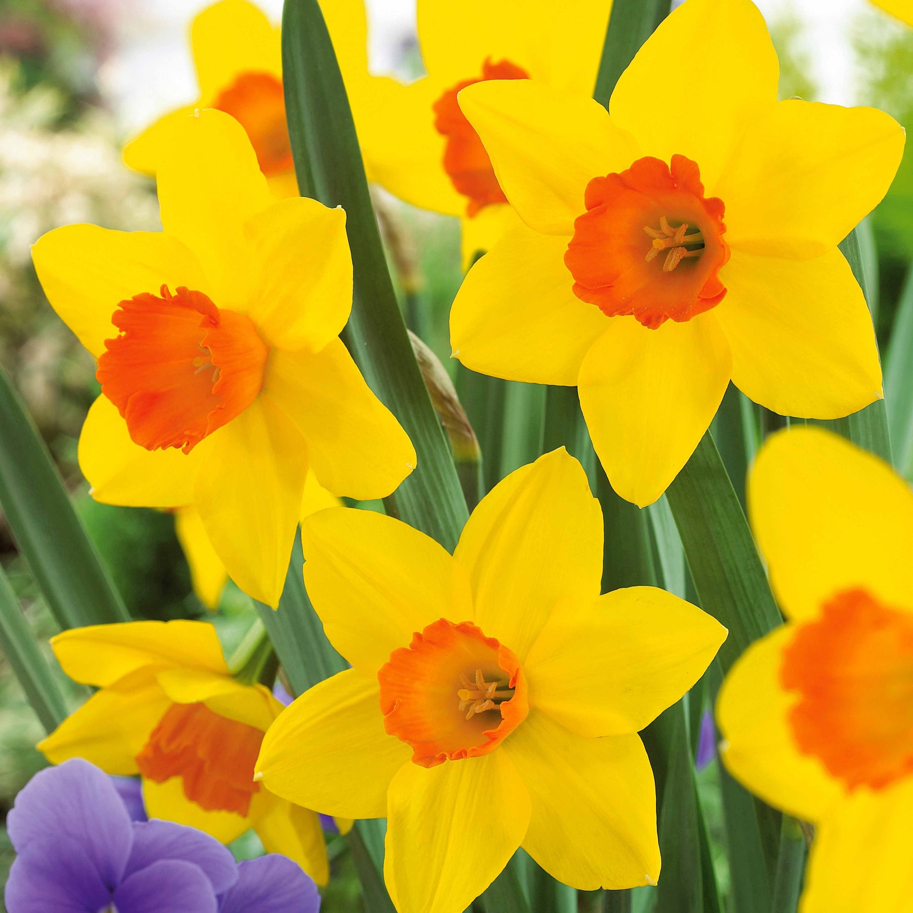 Narcissus fortune - Narcissen 'Fortune' (x10) - Narcissen