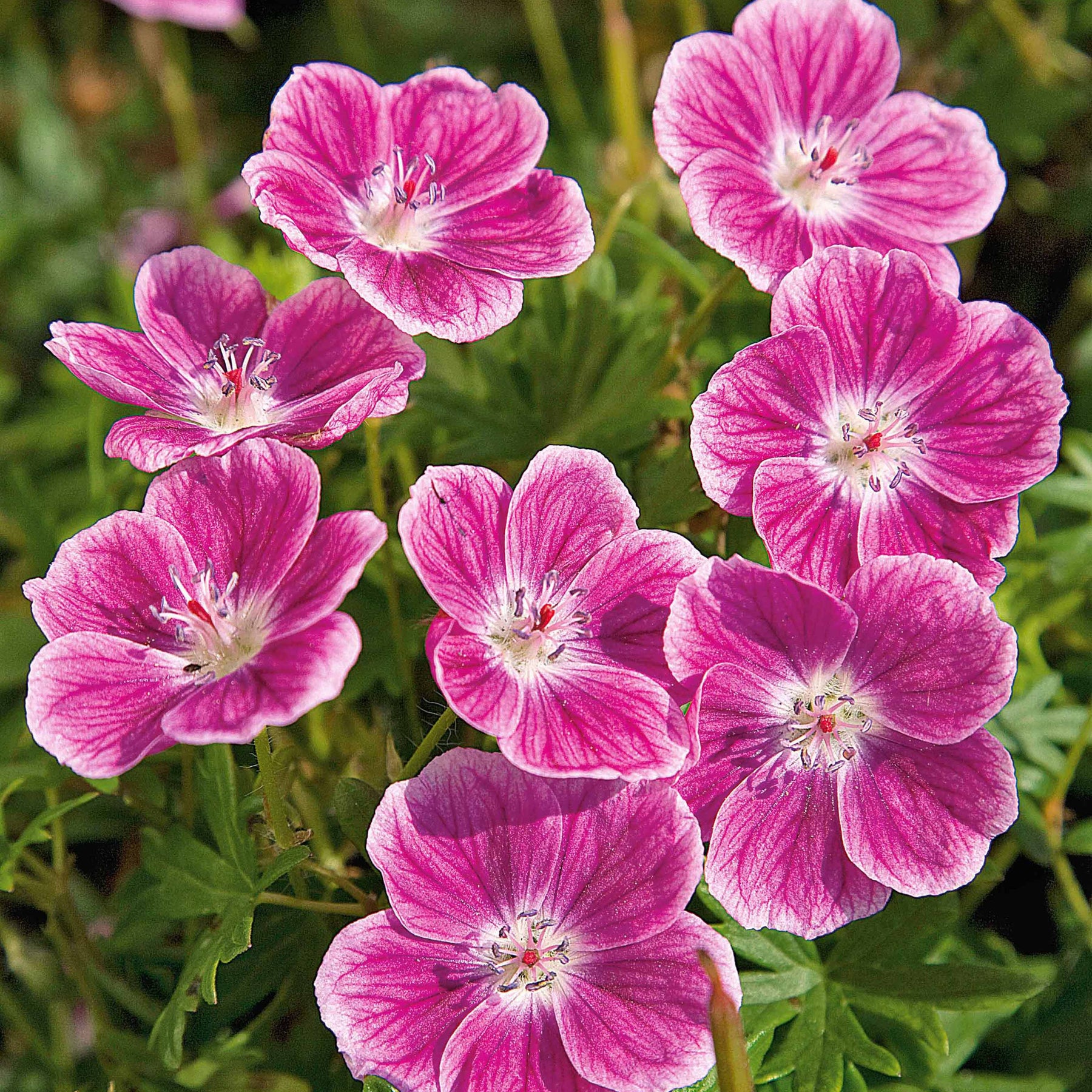 Geraniums - Bloedooievaarsbek 'Elke' - Geranium sanguineum Elke