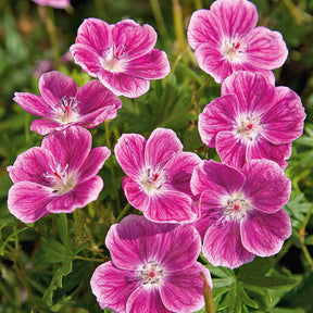 Geraniums - Bloedooievaarsbek 'Elke' - Geranium sanguineum Elke