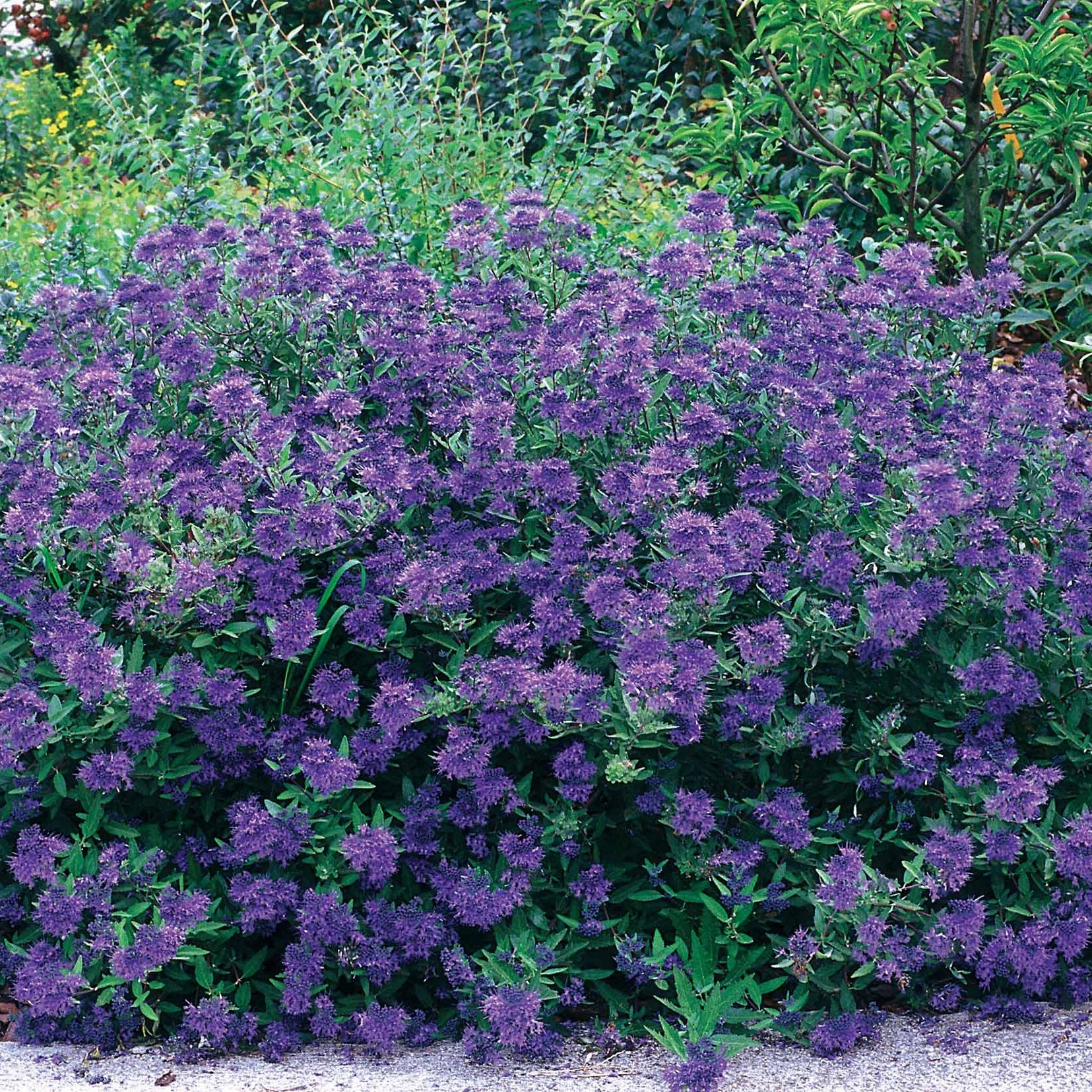 Blauwe spirea 'Blauer Spatz' - Caryopteris x clandonensis Blauer Spatz - Willemse