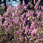 Peperboom - Daphne mezereum rubra - Willemse