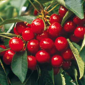 Kersenbomen - Zoete kers 'Summit' - Prunus avium Summit