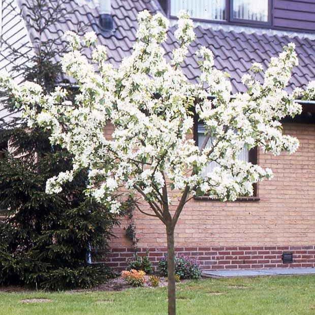 Pyrus communis Doyenné du Comice - Perenboom 'Doyenné du Comice' - Perenbomen