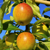 Appelboom Coxs Orange Pippin - Malus domestica Cox's Orange Pippin - Willemse