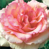 Grootbloemige roos 'Souvenier de Baden Baden'® / 'Korsouba' - Willemse