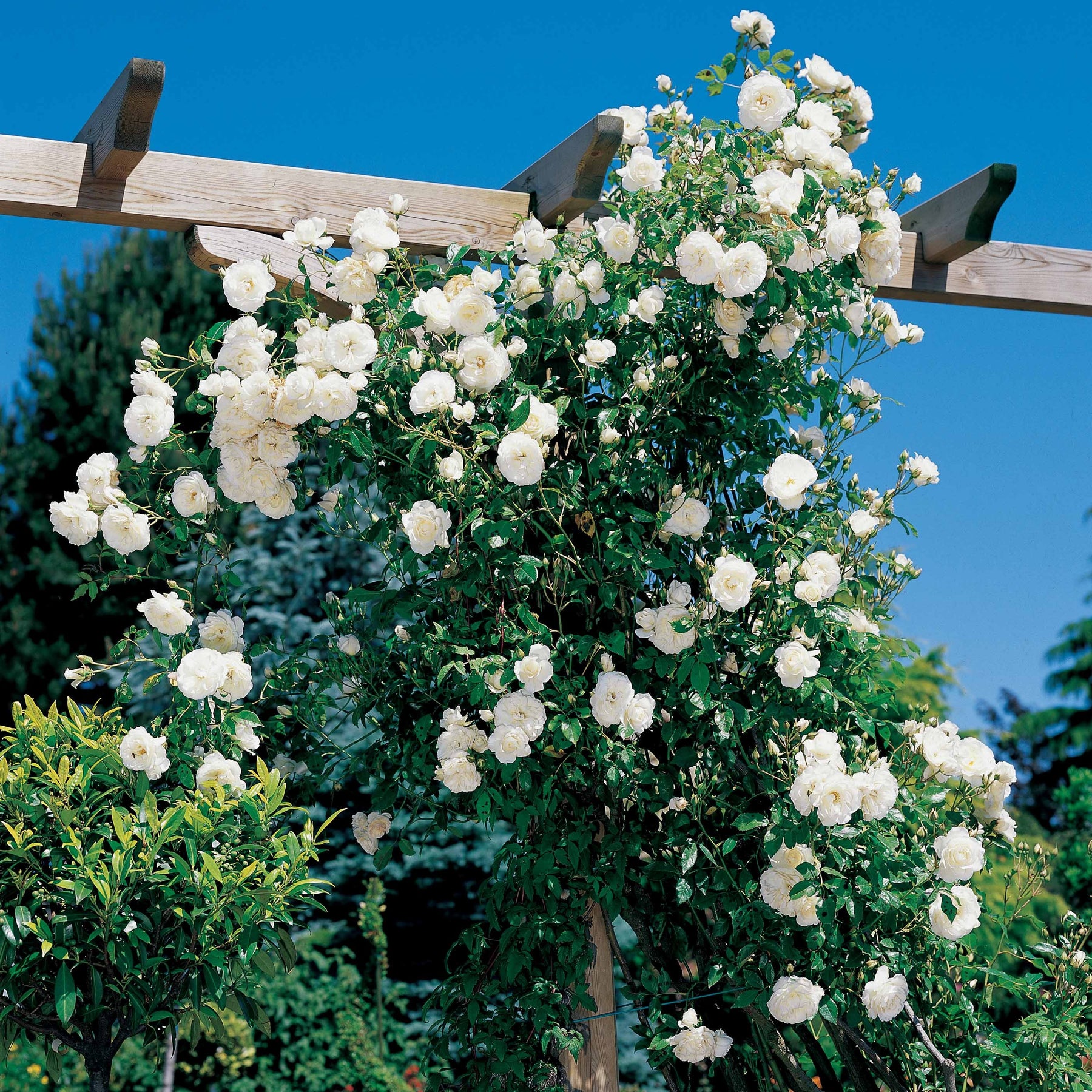 Rosa Hella - Klimroos 'Hella' - Klimrozen