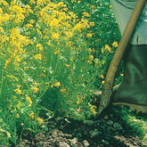 Witte mosterd - Willemse