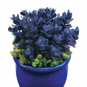 Sedum - Vetkruid - Vetkruid 'Blue Pearl' - Sedum Blue Pearl