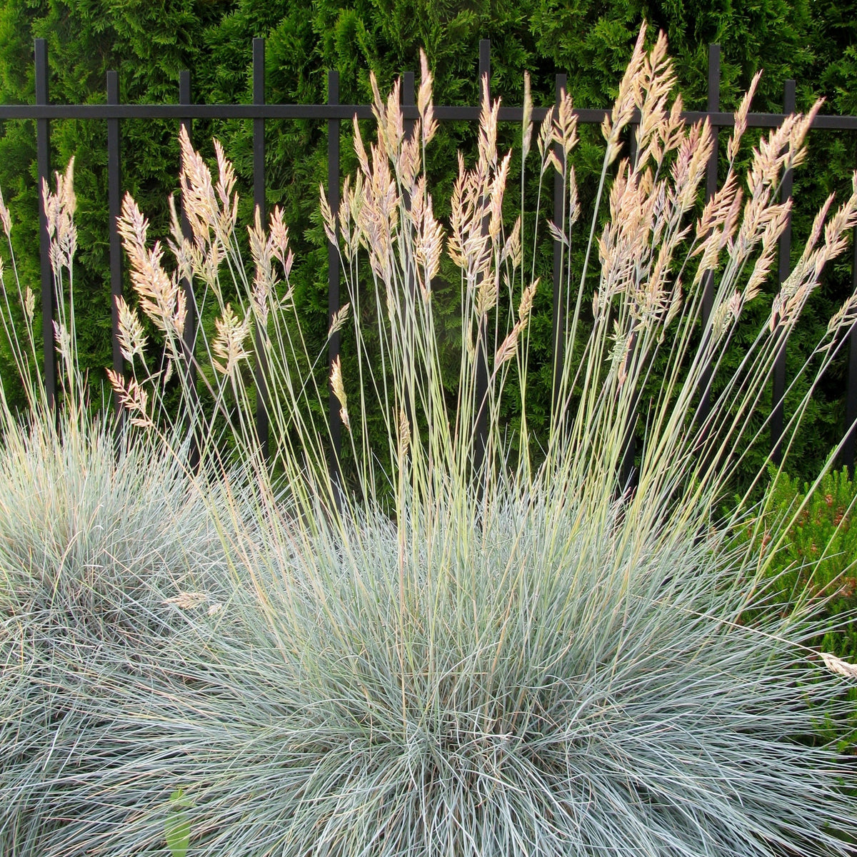 Blauw schapengras - Festuca ovina Glauca - Willemse