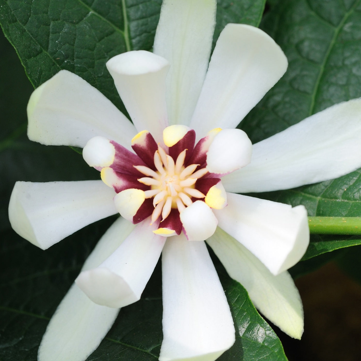 Specerijstruik 'Venus' - Sinocalycanthus venus - Willemse