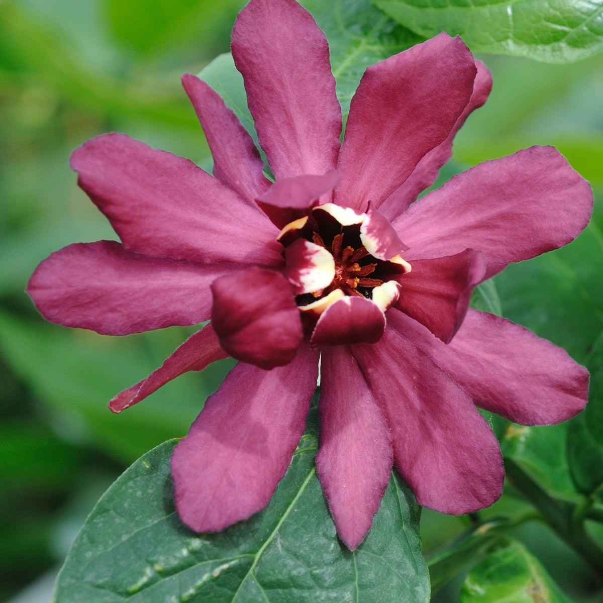Calycanthus 'Hartlage Wine' - Willemse