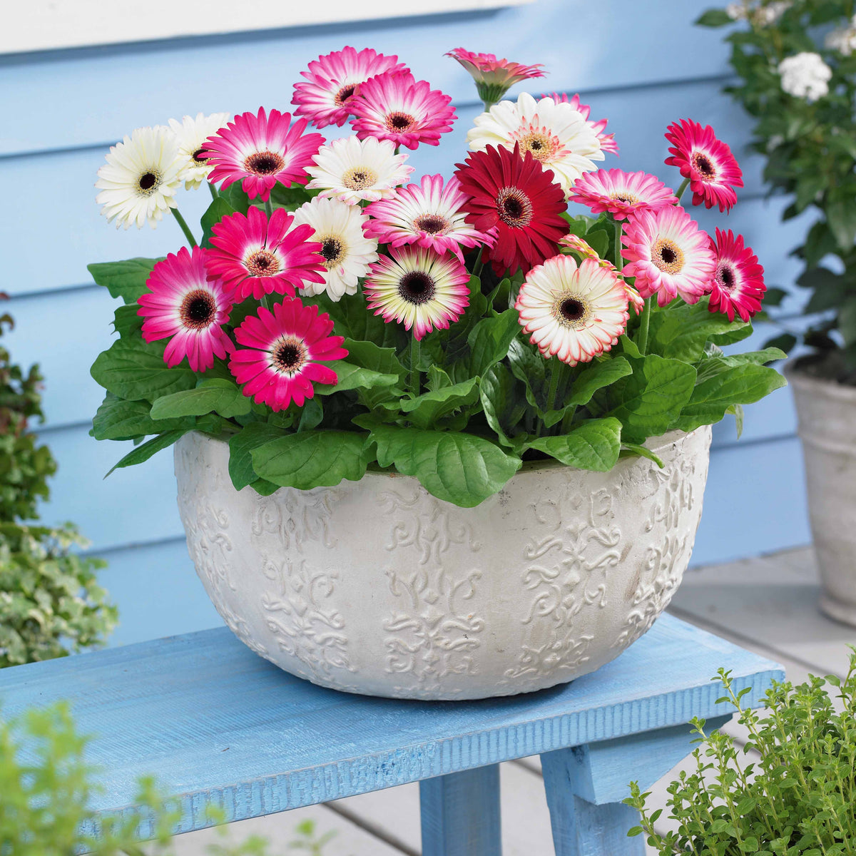 Gerbera 'Sophisticated' (x4) - Willemse