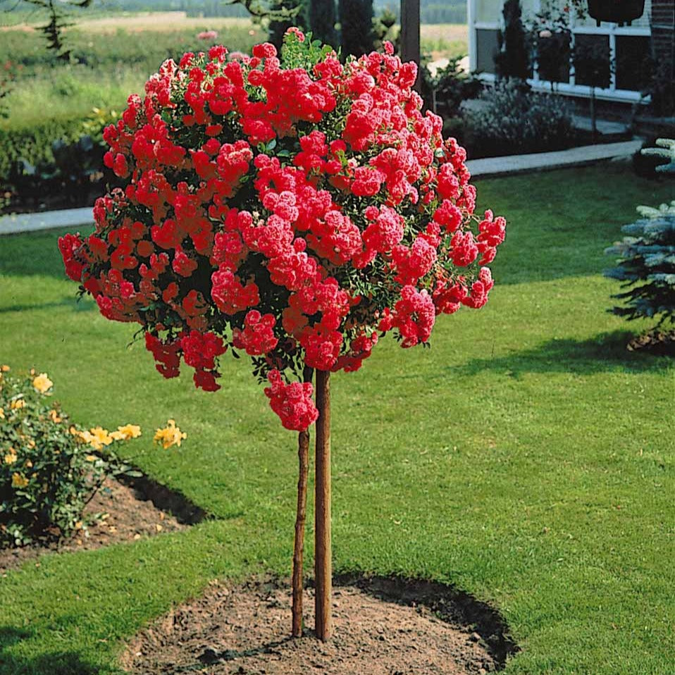 Roos 'Exelsia' op stam - Rosa wichuraiana excelsa - Willemse