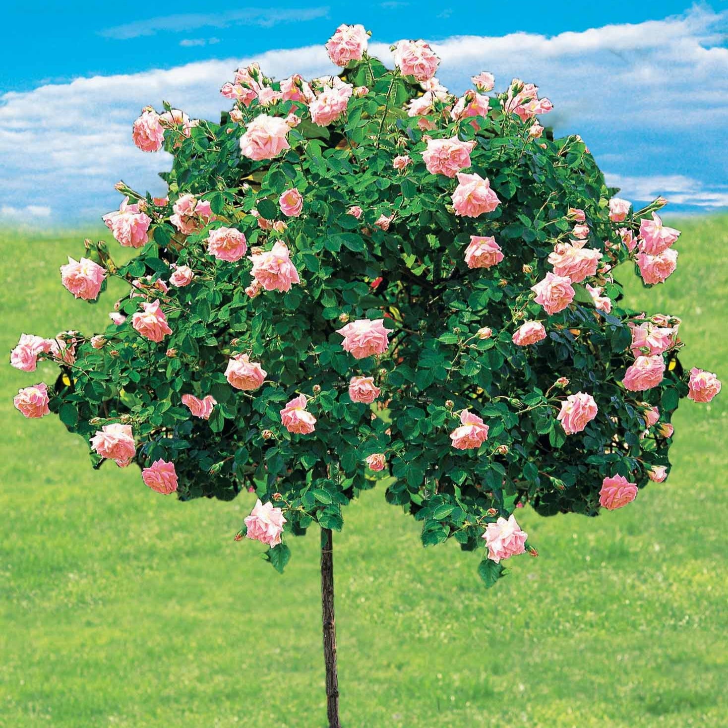Rosa wichuraiana New Dawn - Wilde stamroos 'New Dawn' - Rozen op stam