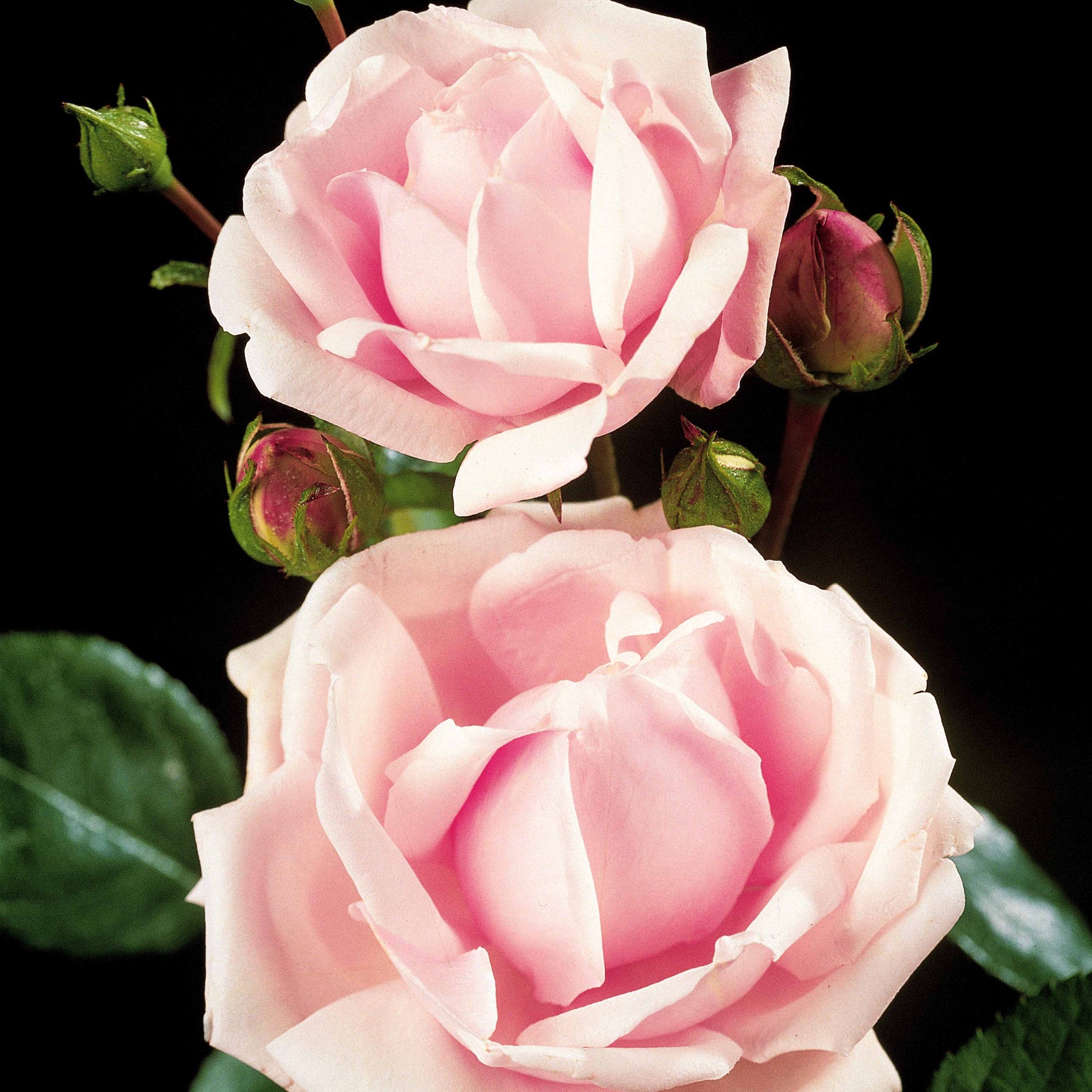 Wilde stamroos 'New Dawn' - Rosa wichuraiana New Dawn - Willemse