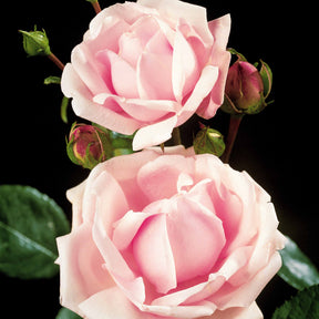 Wilde stamroos 'New Dawn' - Rosa wichuraiana New Dawn - Willemse