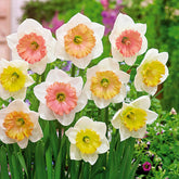 Narcissen 'Sentinelle' (x10) - Willemse