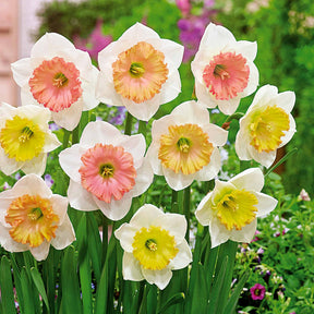 Narcissen 'Sentinelle' (x10) - Willemse