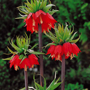 Fritillaria imperialis rubra - Keizerskroon Rubra - Fritillaria
