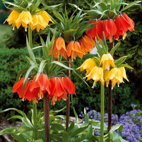 Fritillaria - Keizerskroon Rubra - Fritillaria imperialis rubra