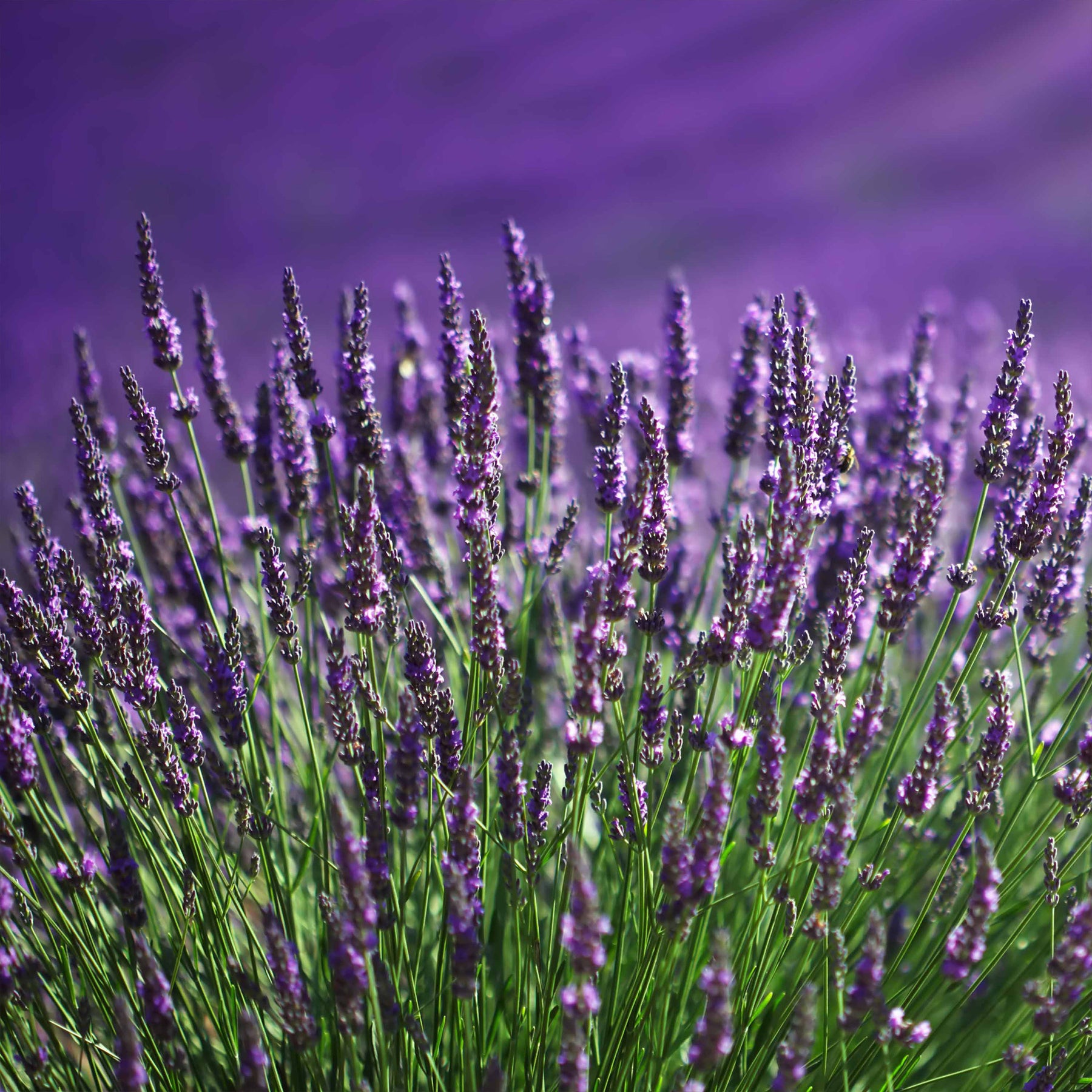 Lavandula angustifolia - Blauwe lavendel - Lavendel