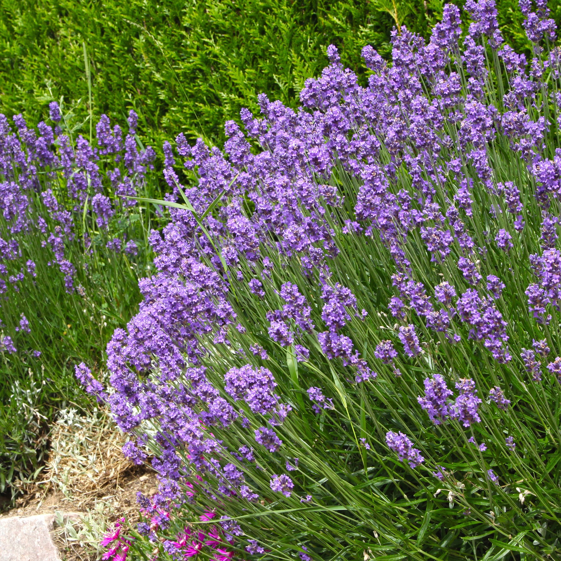Lavendel - Blauwe lavendel - Lavandula angustifolia