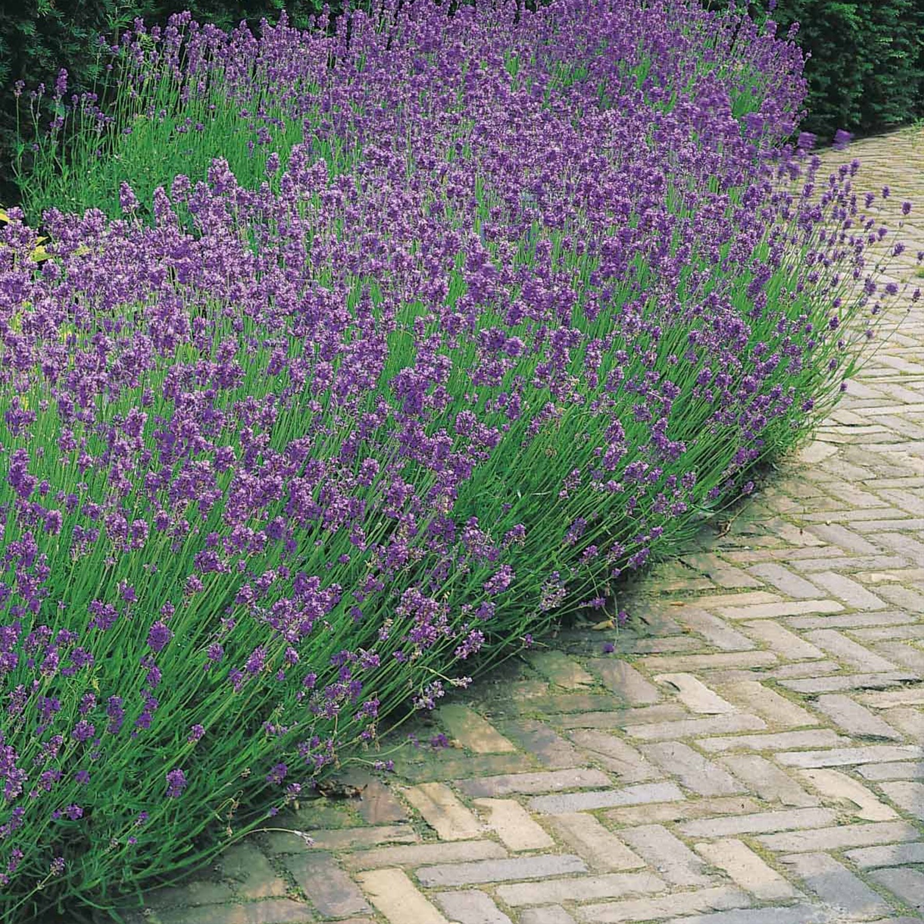 Verkoop Blauwe lavendel - Lavandula angustifolia