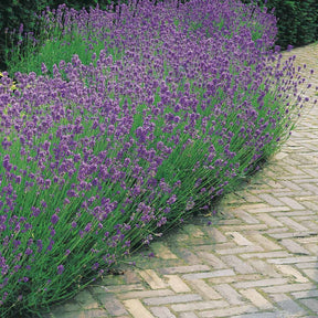 Verkoop Blauwe lavendel - Lavandula angustifolia
