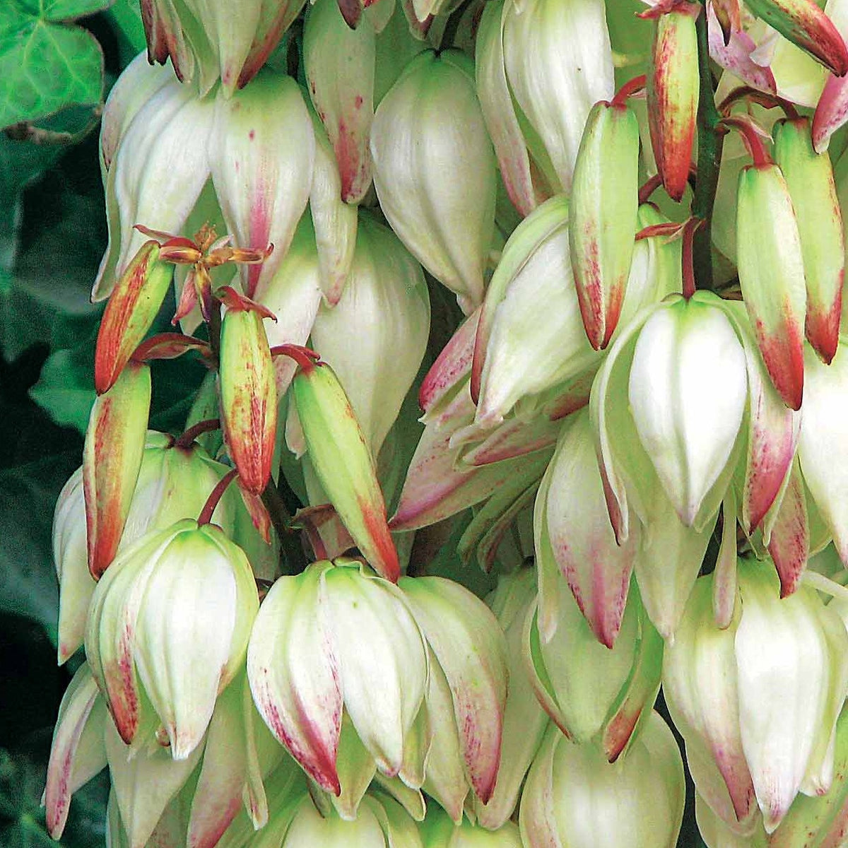 Palmlelie 'Bright Eyes' - Yucca filamentosa Bright Edge - Willemse
