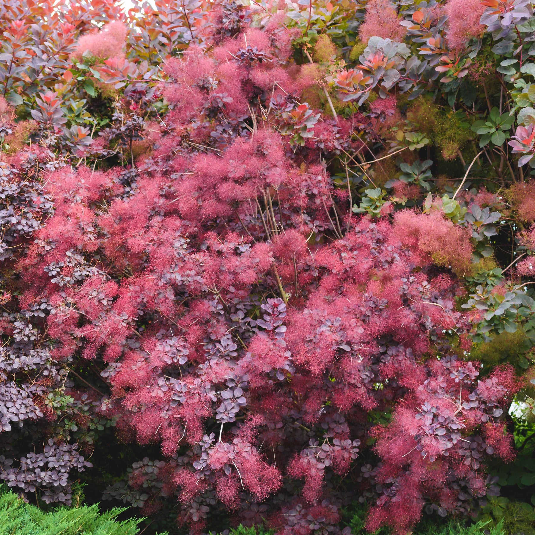 Pruikenboom 'Royal Purple' 2L pot - Cotinus coggygria royal purple - Willemse