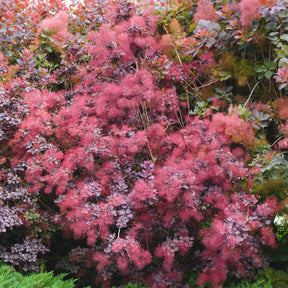 Pruikenboom 'Royal Purple' 2L pot - Cotinus coggygria royal purple - Willemse