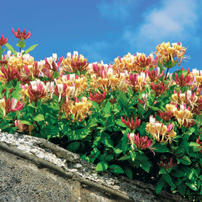 Wilde kamperfoelie 'Serotina' - Willemse