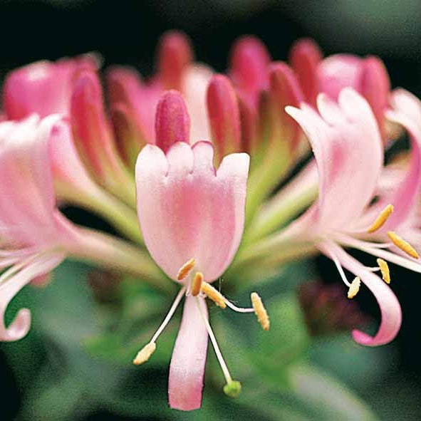 Lonicera periclymenum serotina - Wilde kamperfoelie 'Serotina' - Kamperfoelie