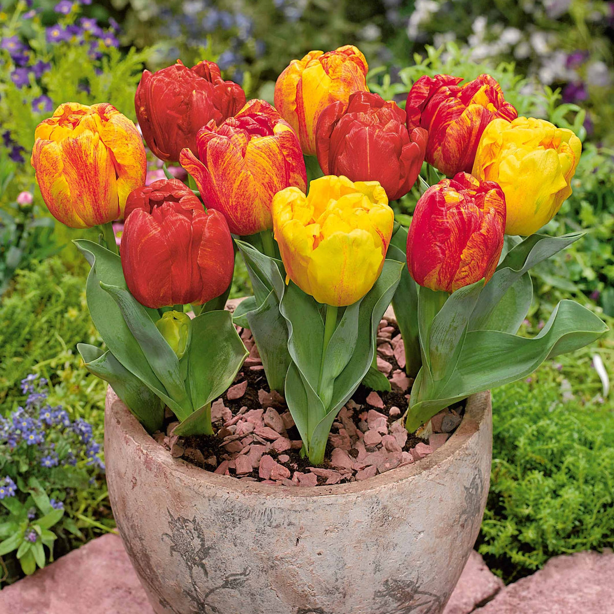 Tulp 'Flaming Baby' - Willemse