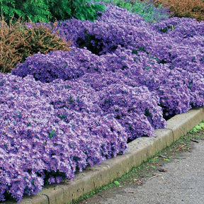 Wood's light blue Herfstasterren - Aster wood's light blue - Willemse