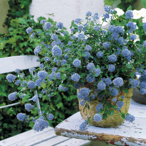 Ceanothus - Californische sering - Amerikaanse sering 'Repens' - Ceanothus thyrsiflorus repens