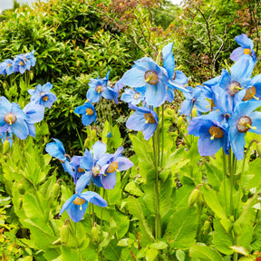 Blauwe klaproos (x2) - Meconopsis betonicifolia - Willemse