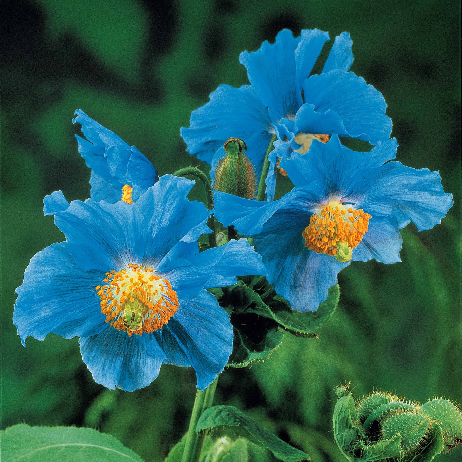 Meconopsis betonicifolia - Blauwe klaproos (x2) - Bloeiende vaste planten