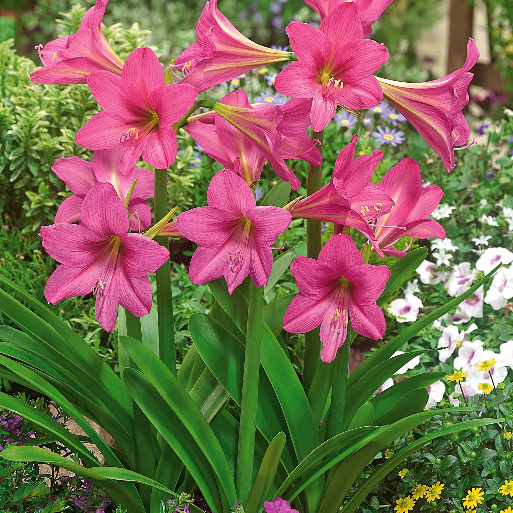 Amaryllis 'Sweet Sixteen' - Willemse