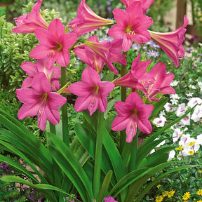 Amaryllis 'Sweet Sixteen' - Willemse